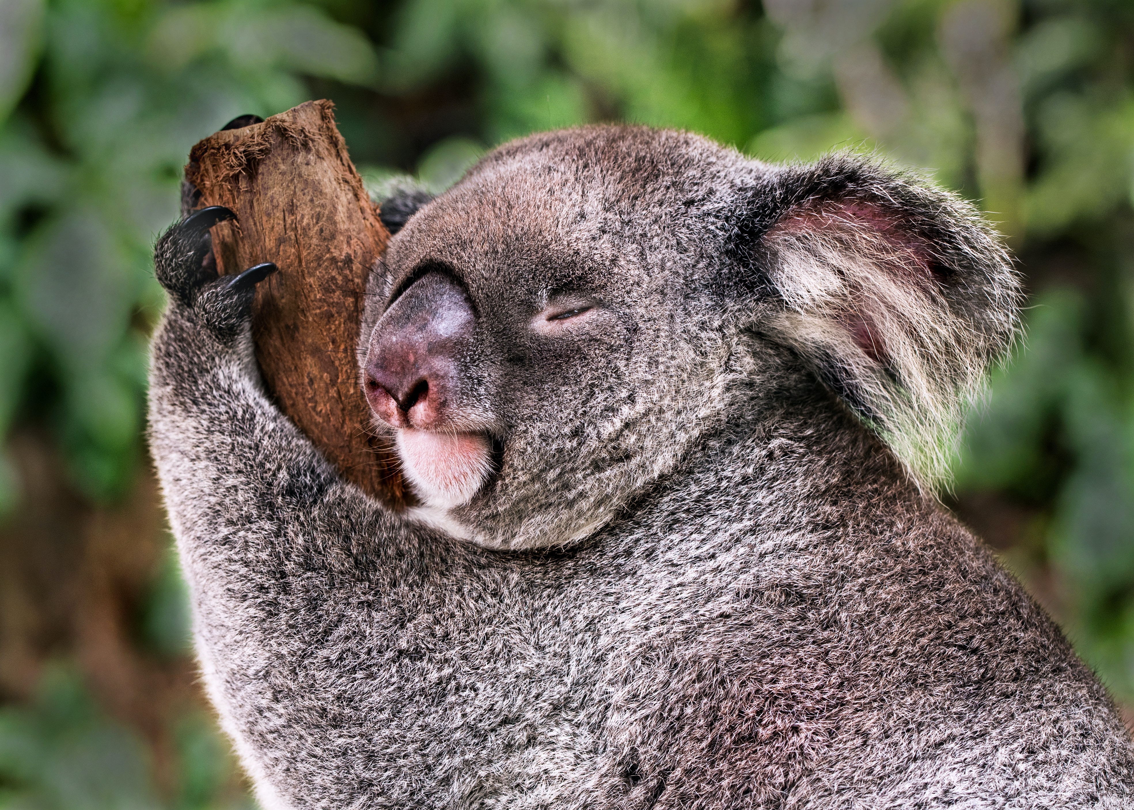 Koala in Australia - happiest countries